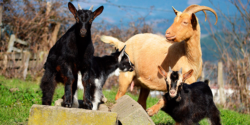 cabras y corderos