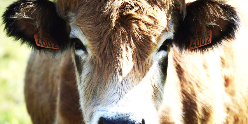 vacas casinas