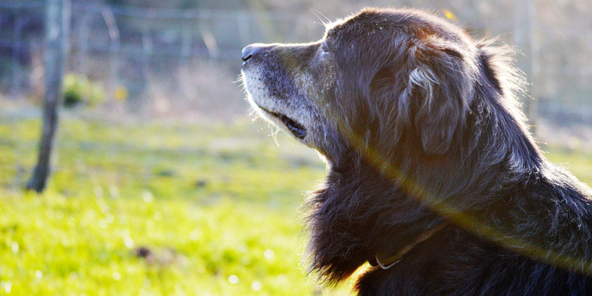 nuestro perro