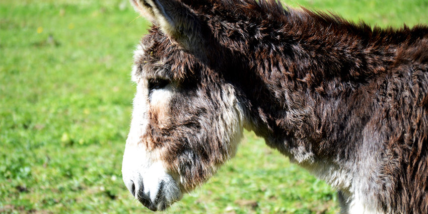 burro patxiko